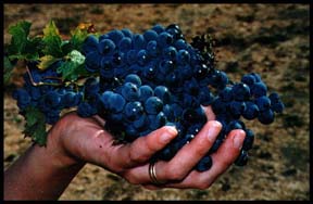Wine & grapes.JPG (18716 bytes)